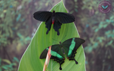 Egzotyczne motyle na letnich wakacjach- odkryj wyjątkowe piękno w motylarni Władysławowo