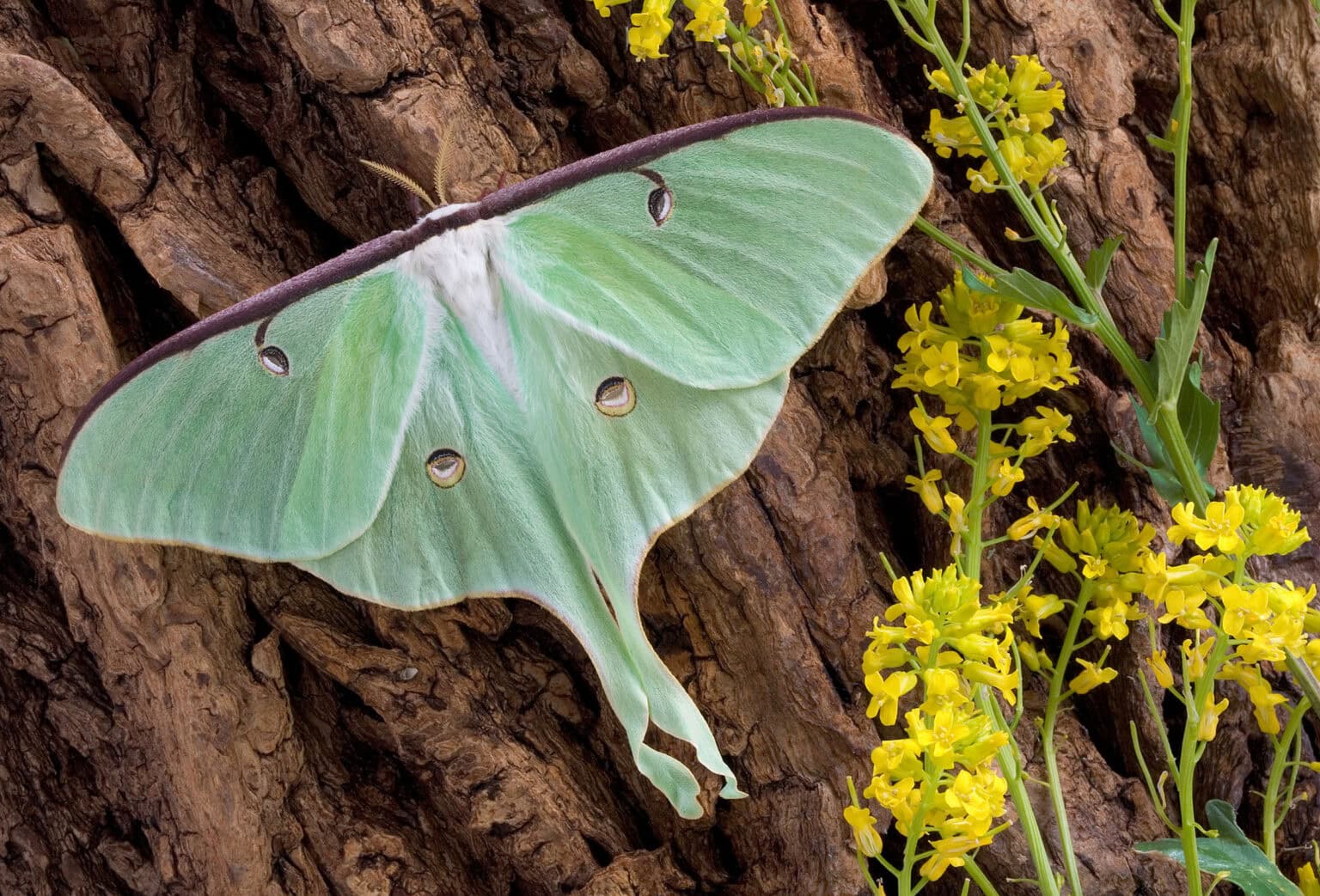 Gatunek Actias_luna - Motylarnia Władysławowo