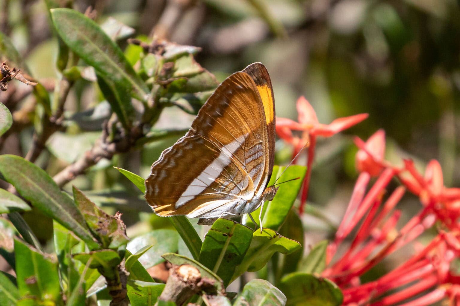 Gatunek Adelpha_cytherea - Motylarnia Władysławowo