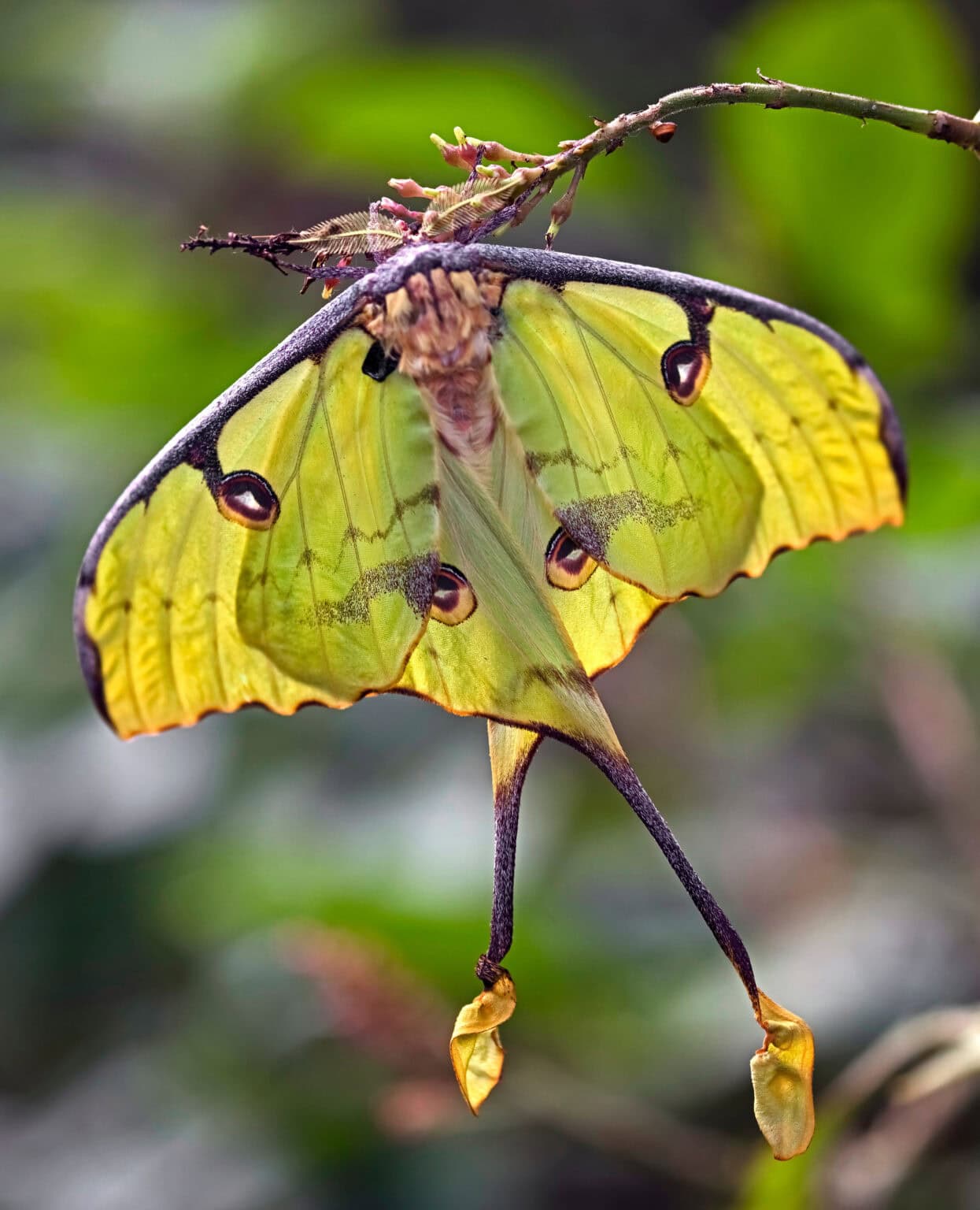 Gatunek Argema_mimosae - Motylarnia Władysławowo