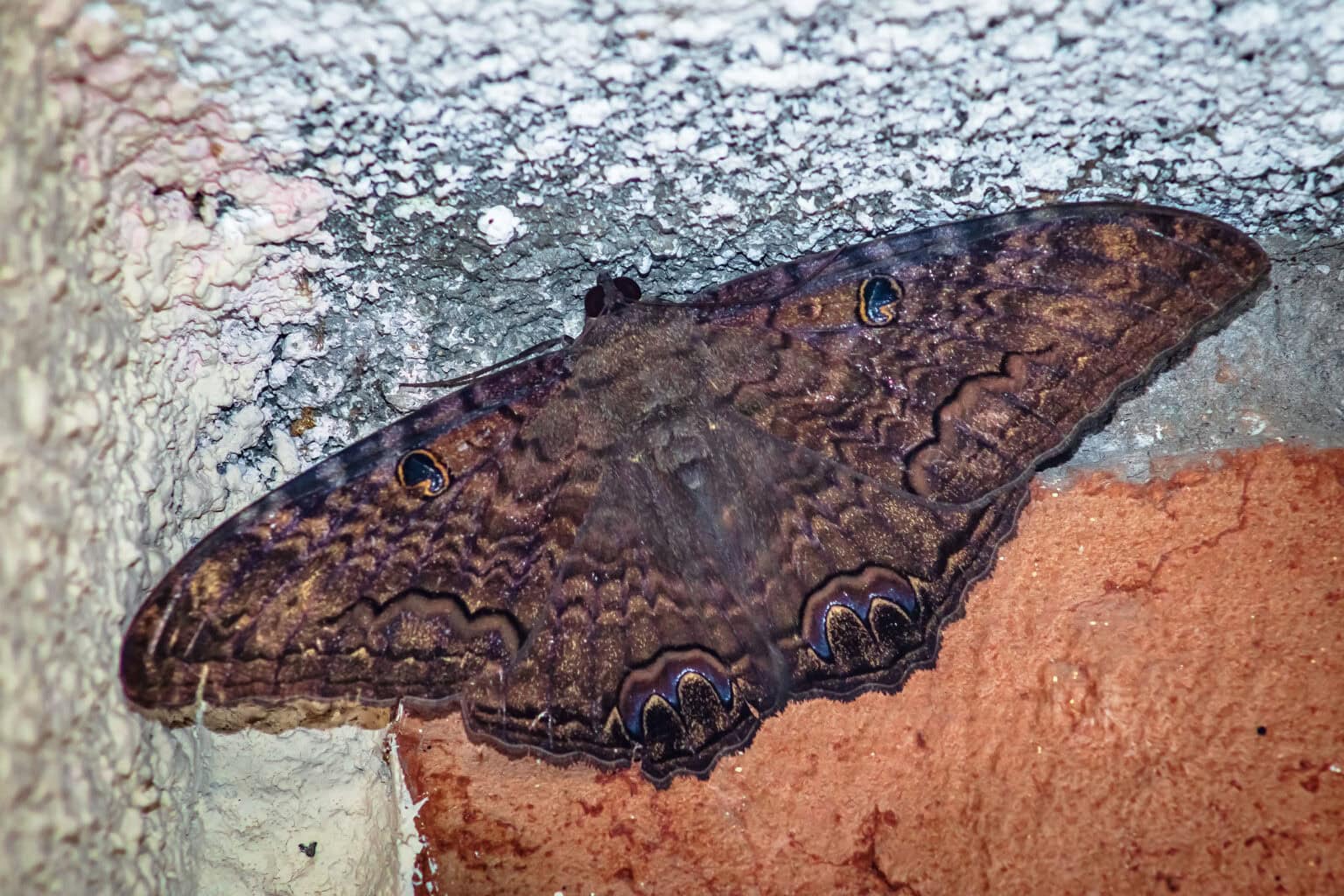 Gatunek Ascalapha_odorata - Motylarnia Władysławowo