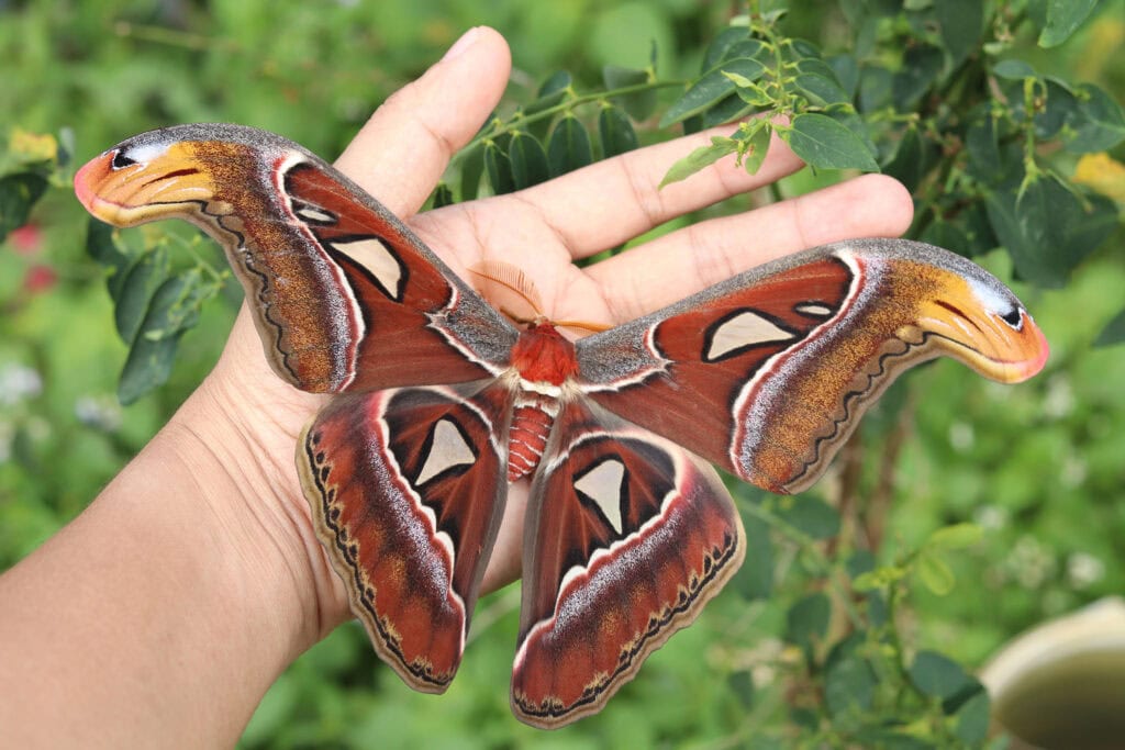 Gatunek Attacus_Atlas - Motylarnia Władysławowo