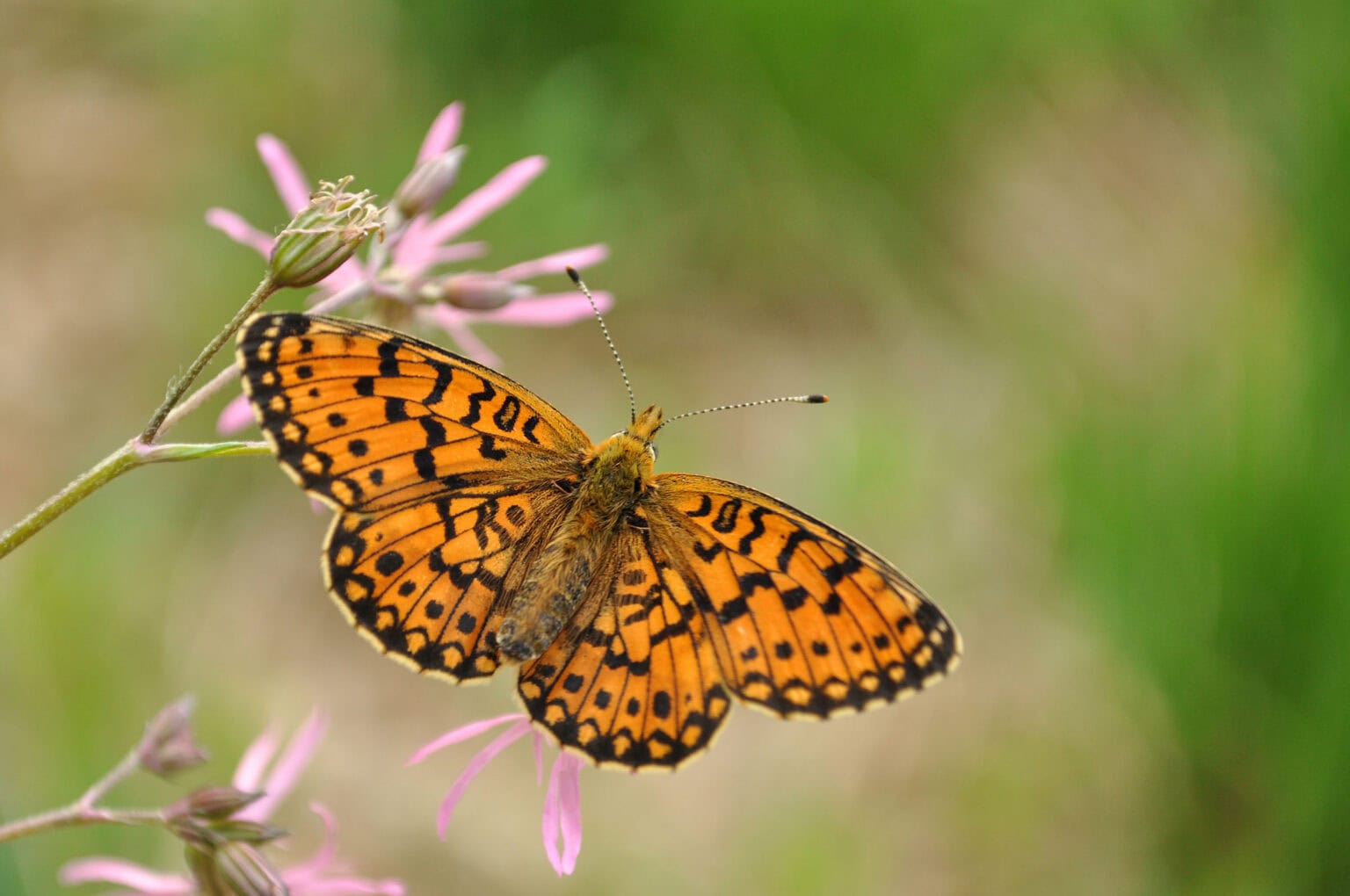 Gatunek Boloria_dia - Motylarnia Władysławowo