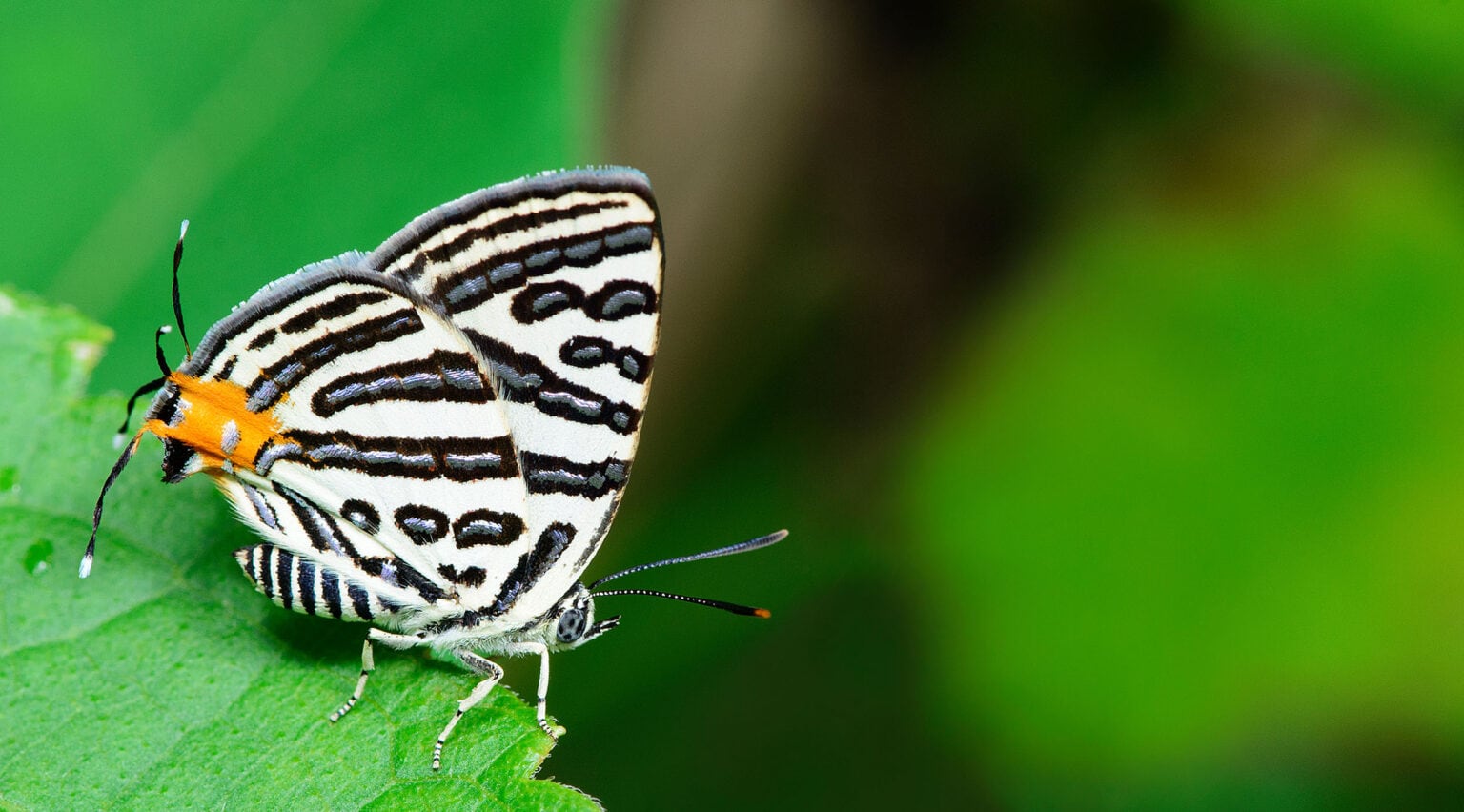 Gatunek Cigaritis_syama - Motylarnia Władysławowo