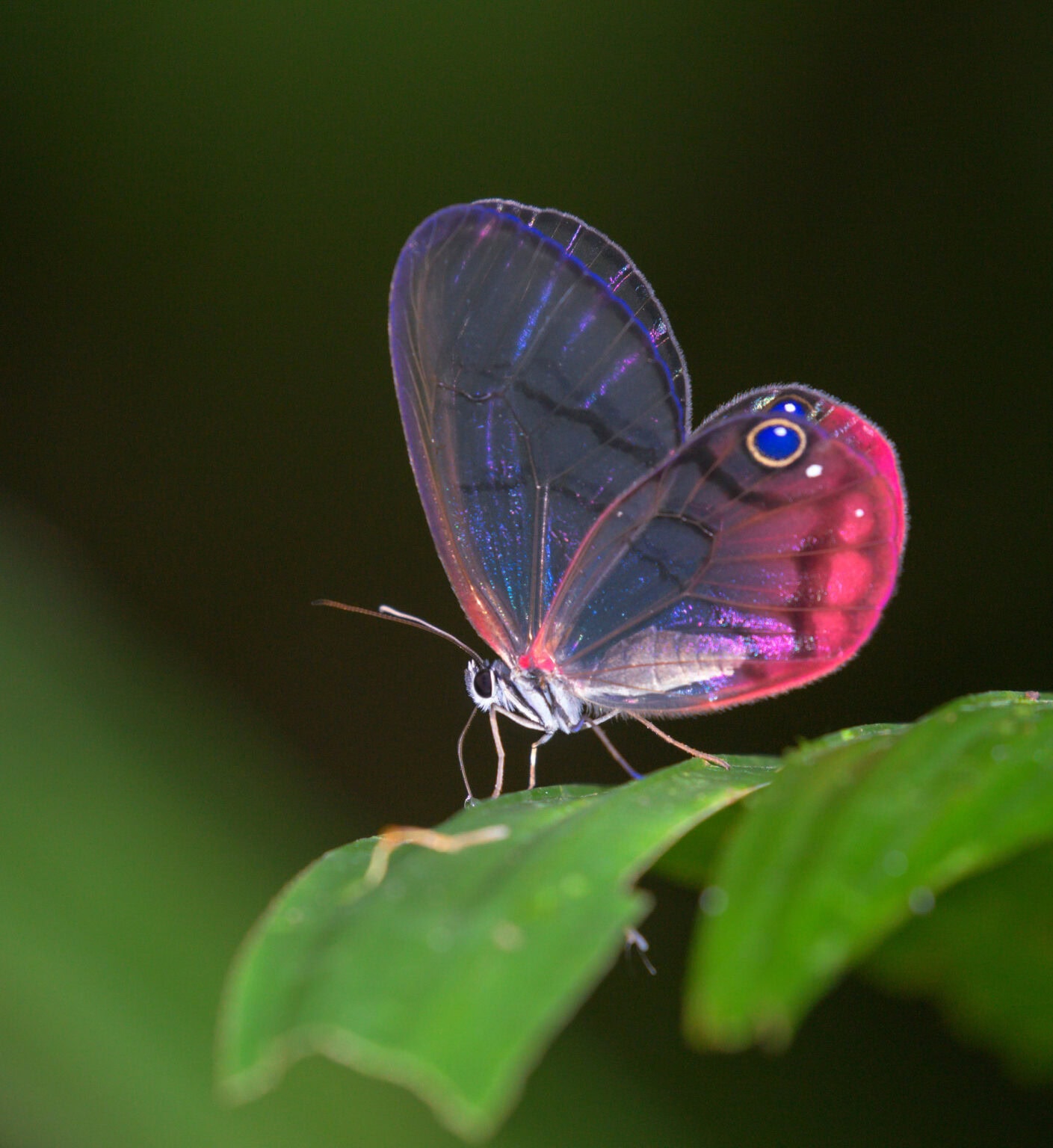 Gatunek Cithaerias_pireta - Motylarnia Władysławowo