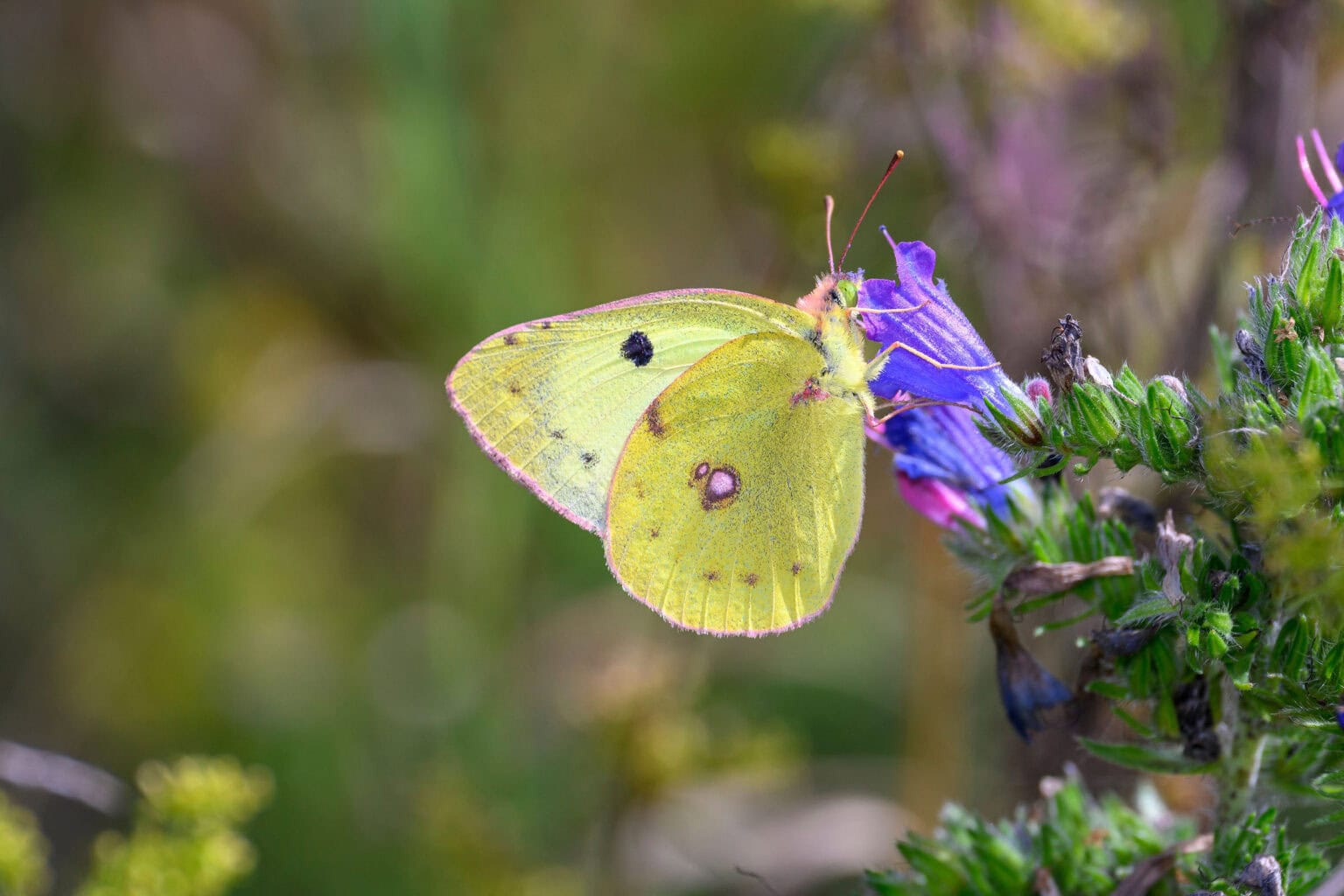 Gatunek Colias_hyale - Motylarnia Władysławowo