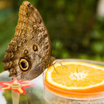 Co jedzą motyle egzotyczne? Zdziwisz się, dlaczego uwielbiają zgniłe banany!