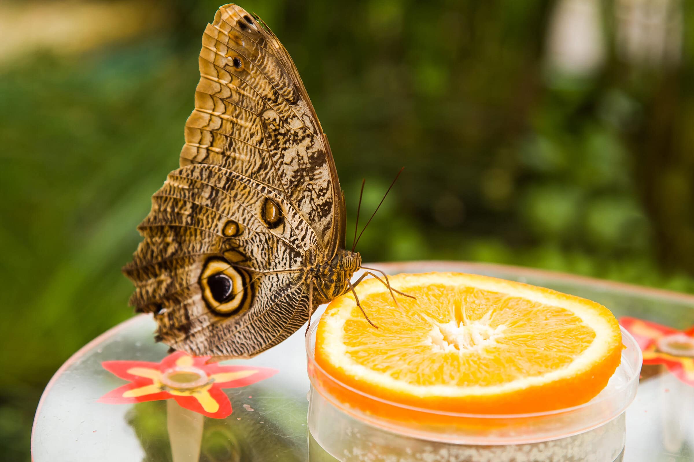 Co jedzą motyle egzotyczne? Zdziwisz się, dlaczego uwielbiają zgniłe banany!