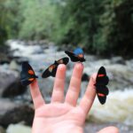 Jak się ubrać do motylarni, żeby motyle same na Tobie siadały? | Motylarnia Władysławowo