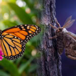 Ćma a motyl – czym się różnią? 5 różnic, których nie znasz